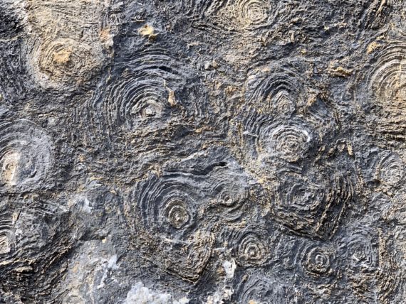 Stromatolites