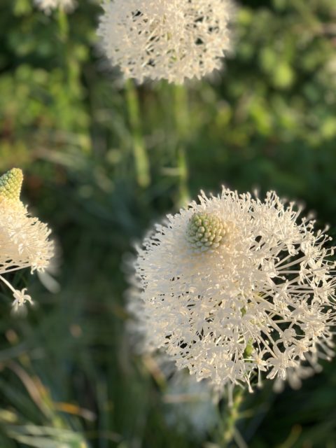 Beargrass