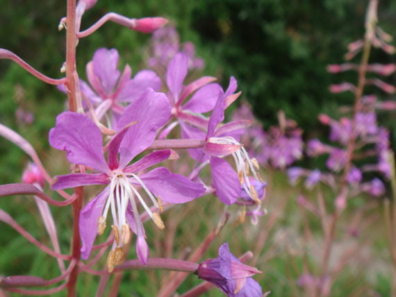 Pink wild flower