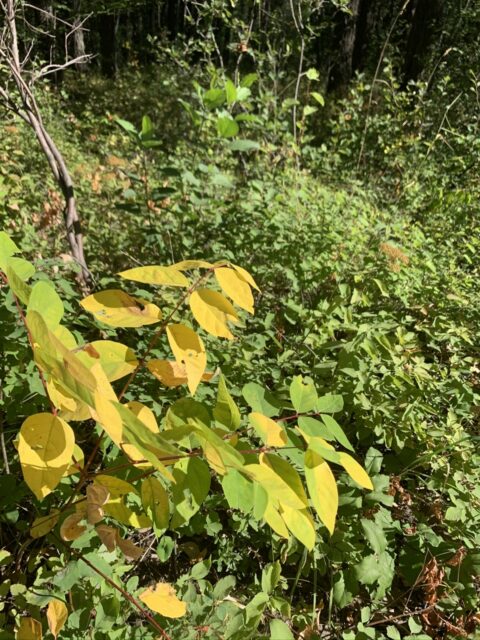 yellow leaves on a green bush