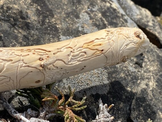insect carved stick