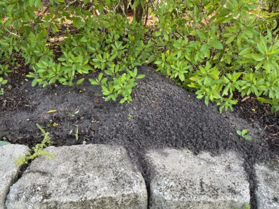 Fire ant mound in bushes