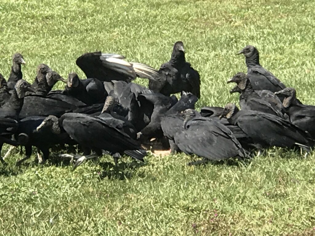 Flock of Vulture on ground eating roadkill