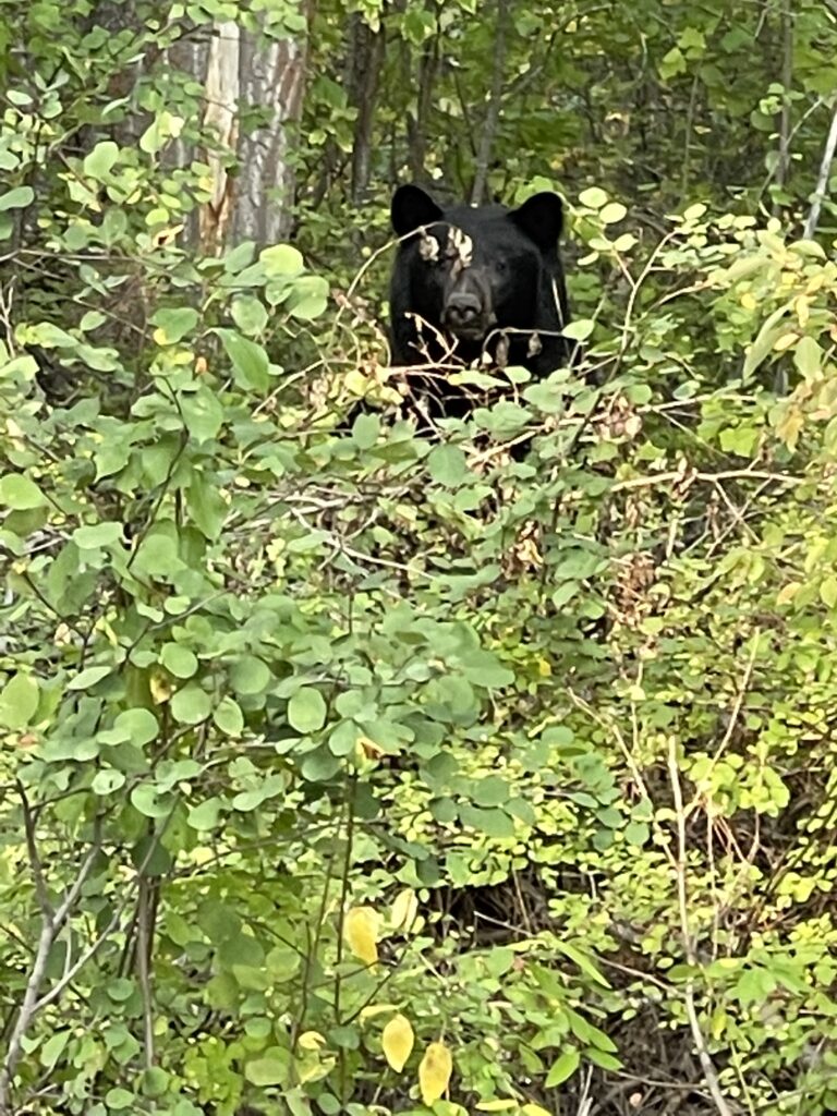 Black bear in bushes