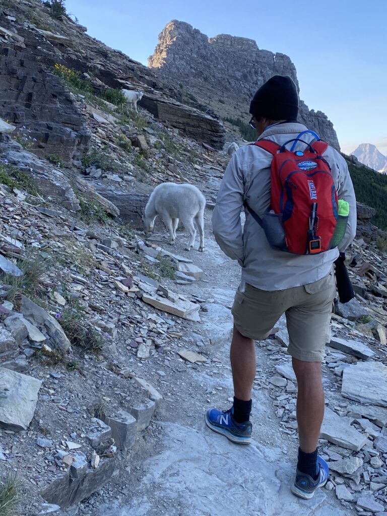 hiker sharing trail with three mountain goats