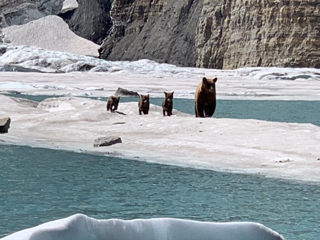 Momma Bear and three cubs on iceberg