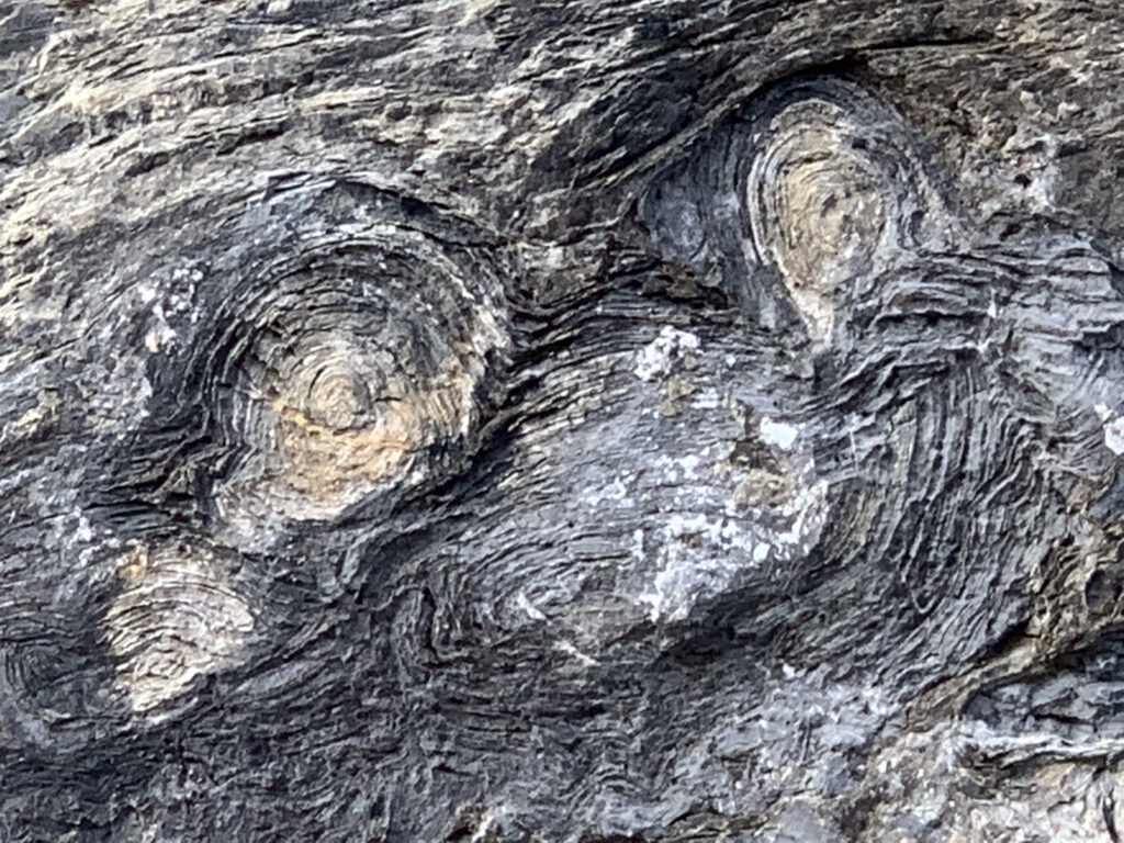 stromatolites 