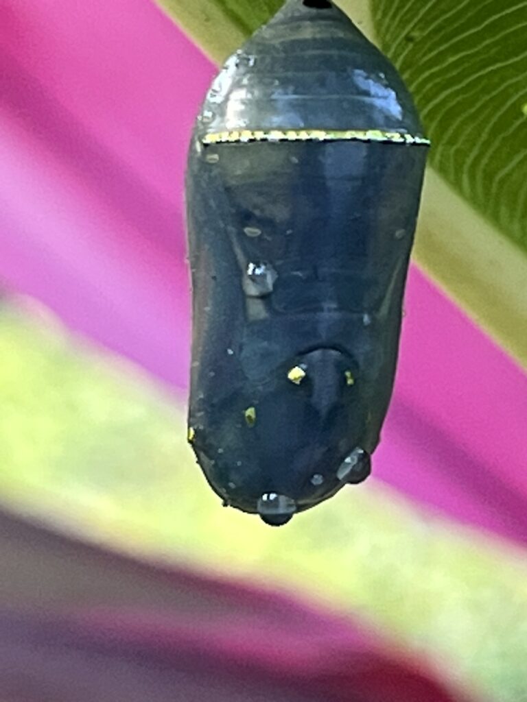 Butterfly chrysalis